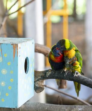 Lorikeet Aviary