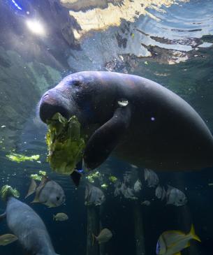 A young manatee eating lettuce