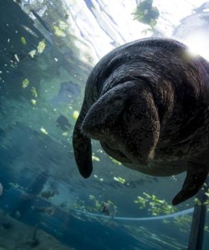 A young manatee, Erie
