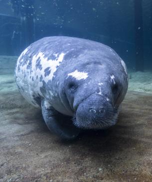 Long-time resident manatee, Stubby, swimming