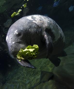 Stubby, an older manatee, eating lettuce