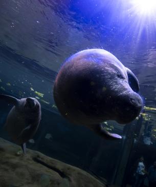 Young manatees, Red Rock and Rosalyn, swimming in the pool