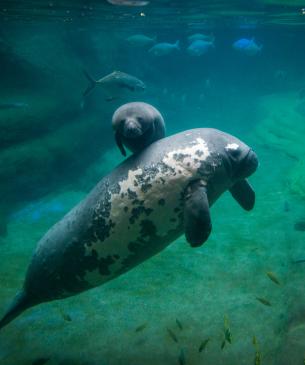Adult and young manatee 