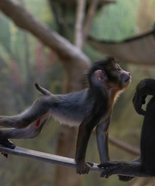 Baby mandrill