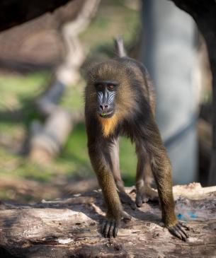 Female mandrill