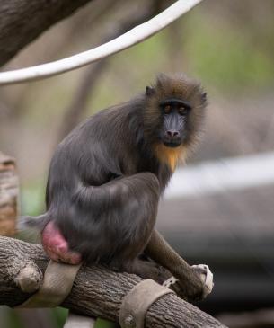 Female mandrill