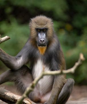 Female mandrill