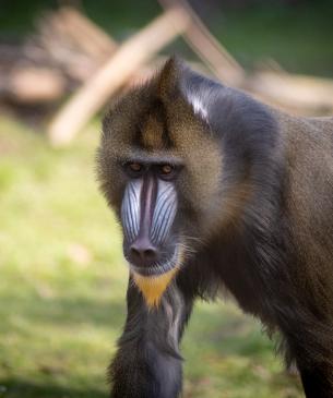 Male mandrill