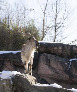 Male markhor, Gambit, on a rocky outcrop