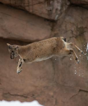 Markhor jumping off a rock