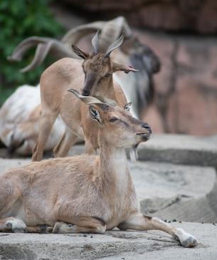 Female markhor