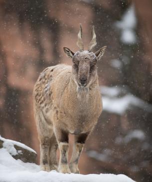 Female markhor