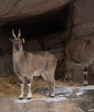 Female markhor