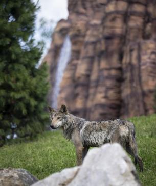 Wolf in habitat