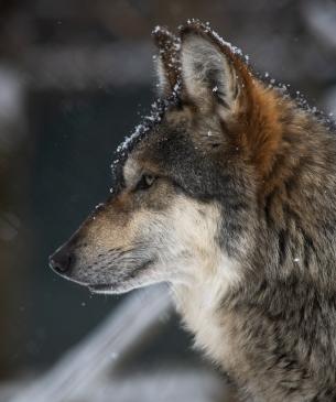 Mexican wolf