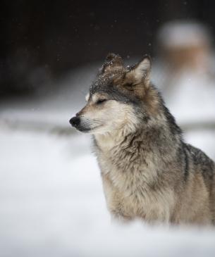 Mexican wolf in snow