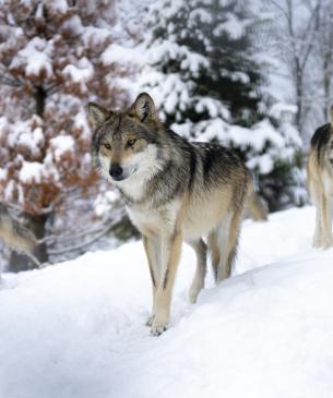 Group of wolves