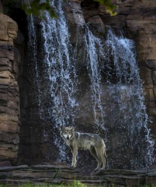 Wolf in front of waterfall