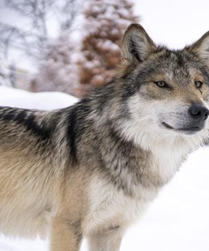 Mexican wolf with a backdrop of snow