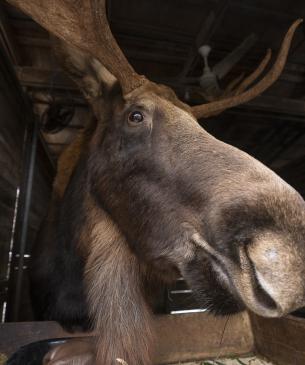 Close up of a male moose