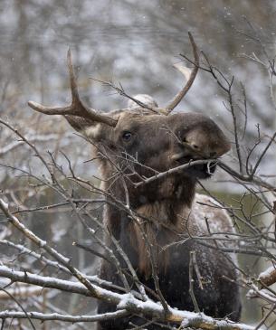 Moose, Bert, eating browse