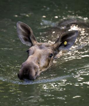 moose in water