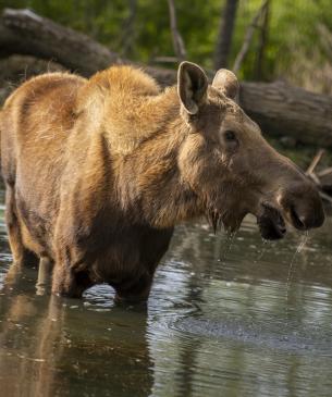 Moose, Strawberry, enjoying a dip in the water