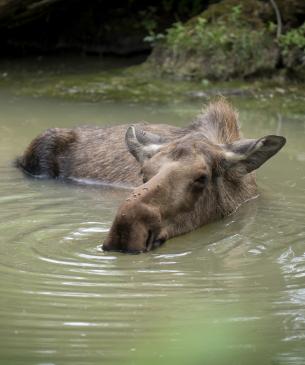 Moose int he water