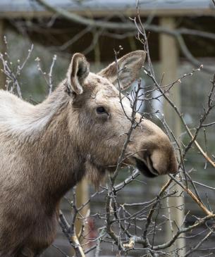 Female moose