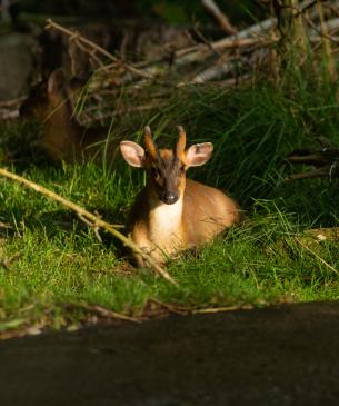 Reeves muntjac