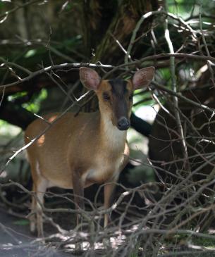 Reeves muntjac