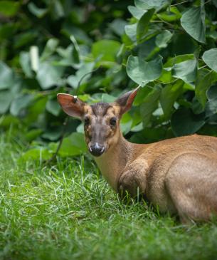 Reeves muntjac lying down