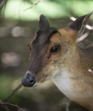 Reeves muntjac