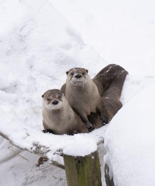 Otters in the snow