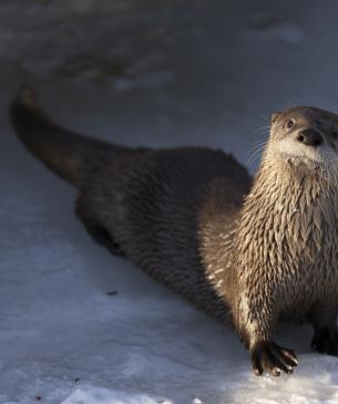 River otter on a snowy bank