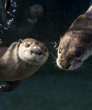 River otters under water