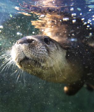 Otter under water