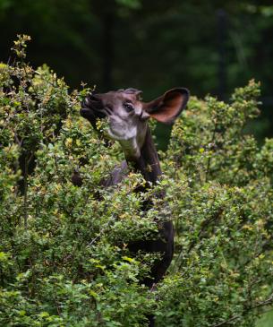 Okapi eating leaves