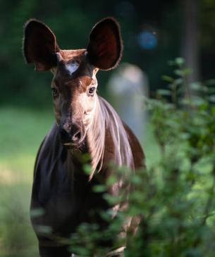 Okapi