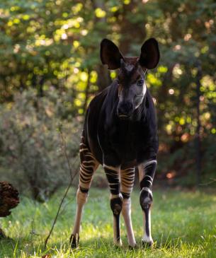 Okapi