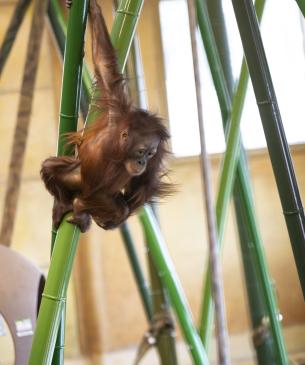 Clementine, a young orangutan, climbing on artificial bamboo structures