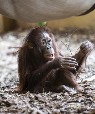 Clementine, a young orangutan, sitting in mulch substrate