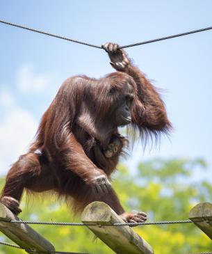 Bornean oranutan mom and baby crossing a firehouse bridge