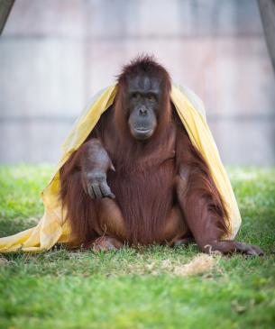 Bornean orangutan, Khali, sitting with blanket