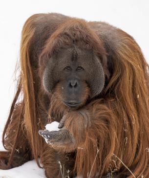 Bornean orangutan male in the snow