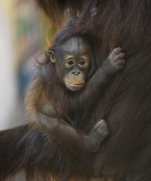 Bornean orangutan, Clementine, as a baby