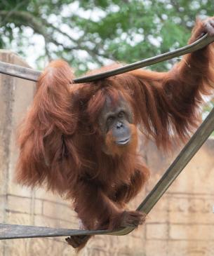 Bornean orangutan, Dumplin, climbing firehose