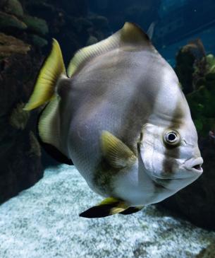 Orbicular batfish