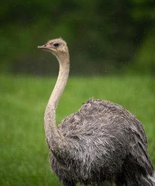 Female ostrich on the Savanna