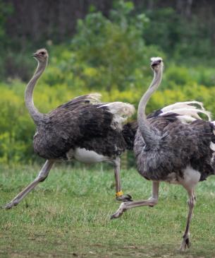 Group of ostrich